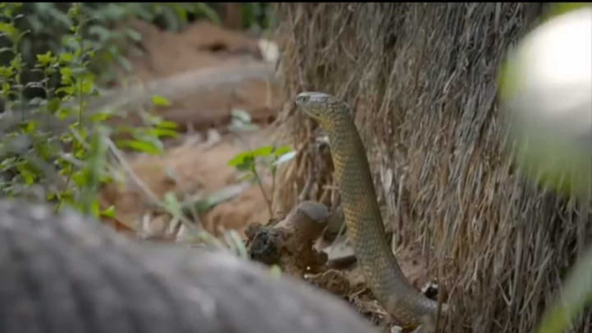 viral video Fierce Fight between two king cobras for the serpent
