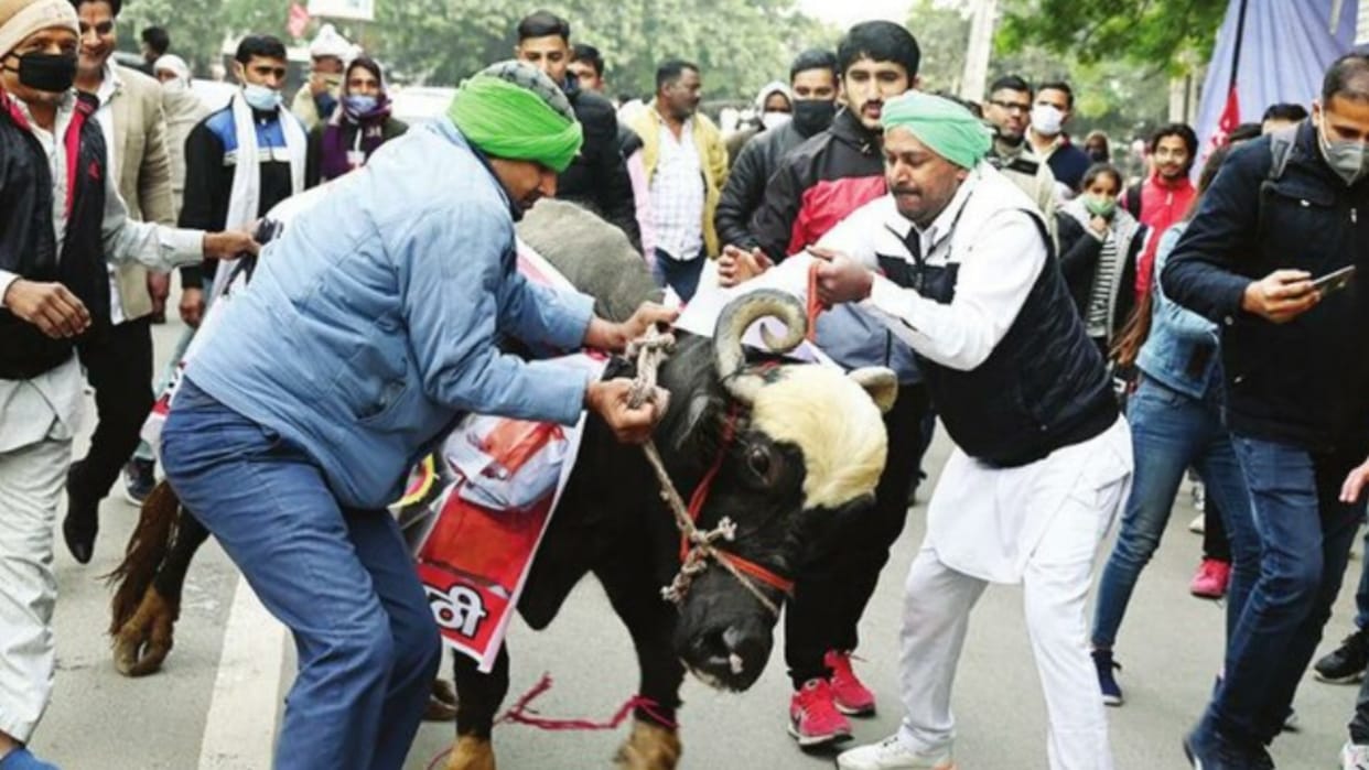 AAP leader booked under Animal Cruelty Act for protesting with buffalo