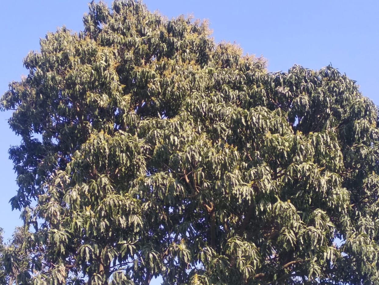 Mango, Jackfruit, Papaya, Guava in danger of mealybug pest