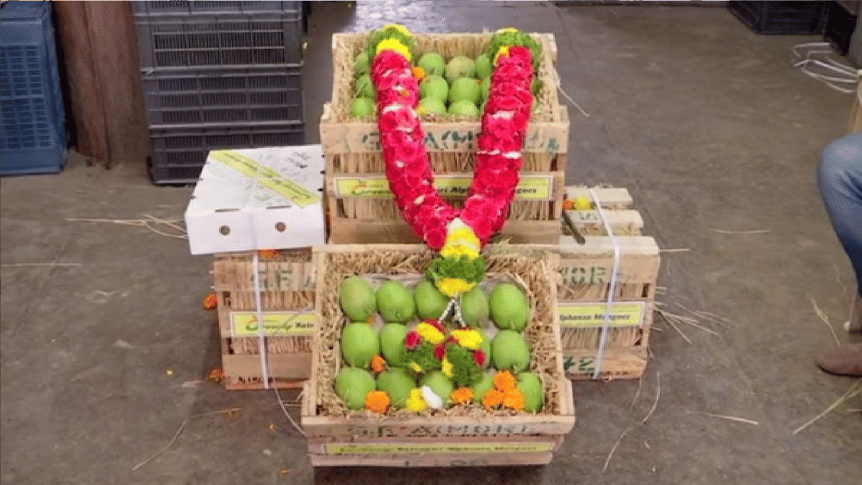 Hapus mango: season first Hapus mango crate auctioned in 31 thousand, most expensive buy in 50 years