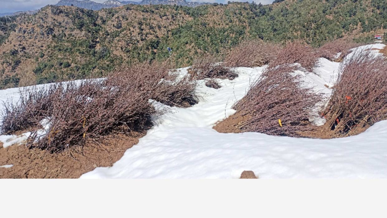 horticulture Department will give 55 thousand apple saplings to the gardeners of Himachal