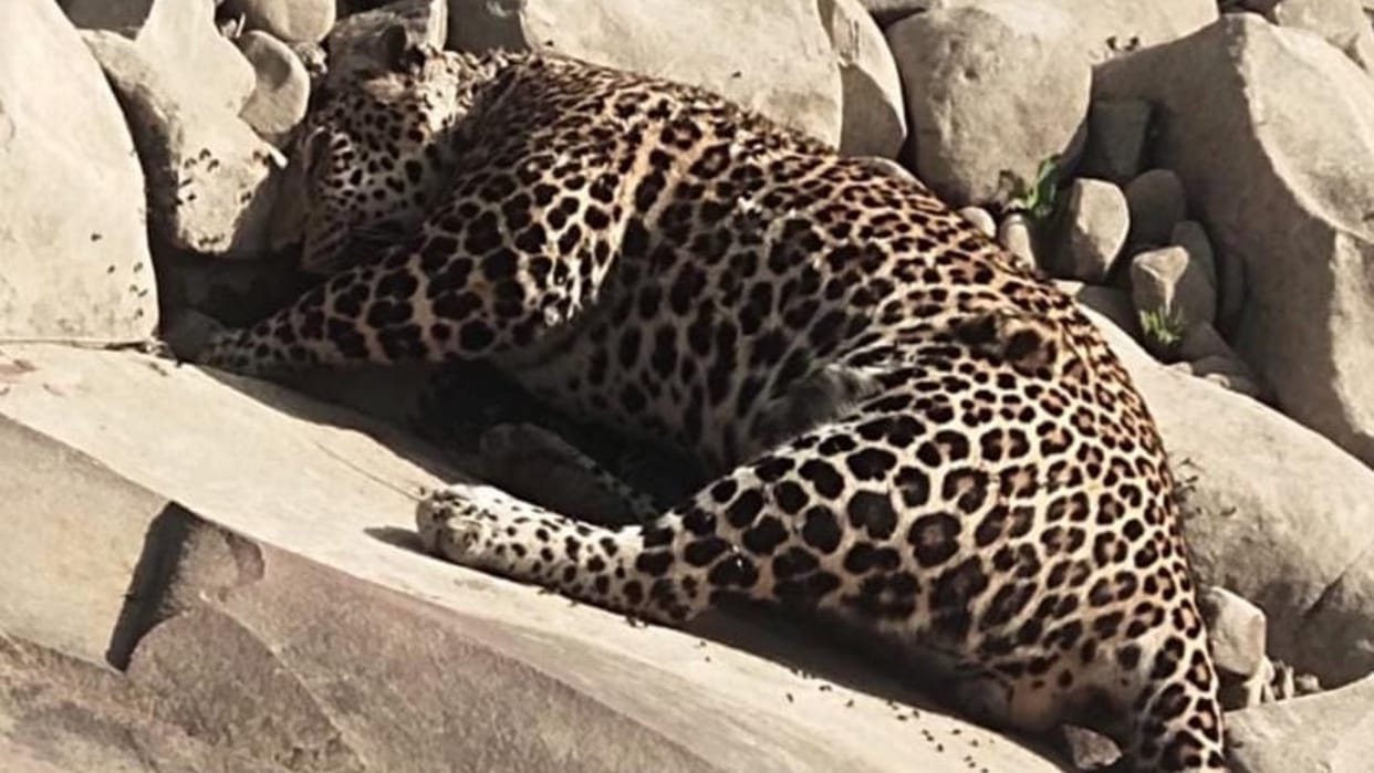 Raisen: Leopard dies of pneumonia, dead body found in drain after five days, forest department oblivious