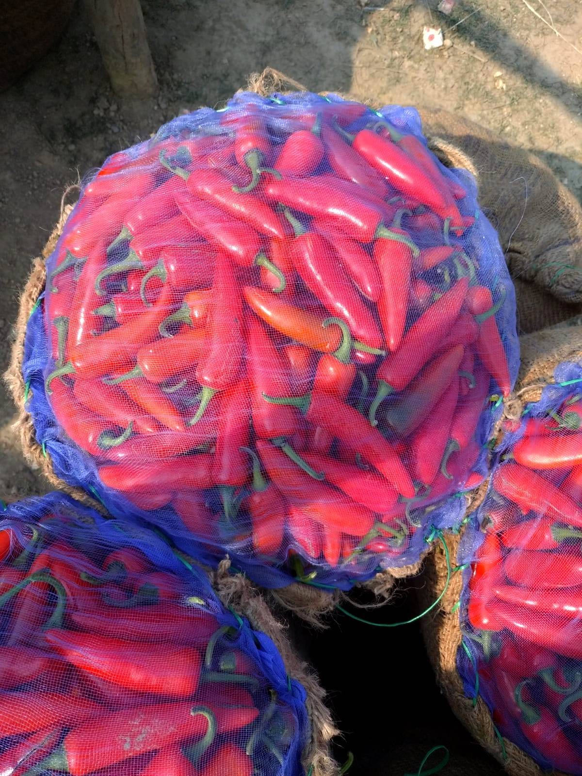 Red chili price increased due to low yield