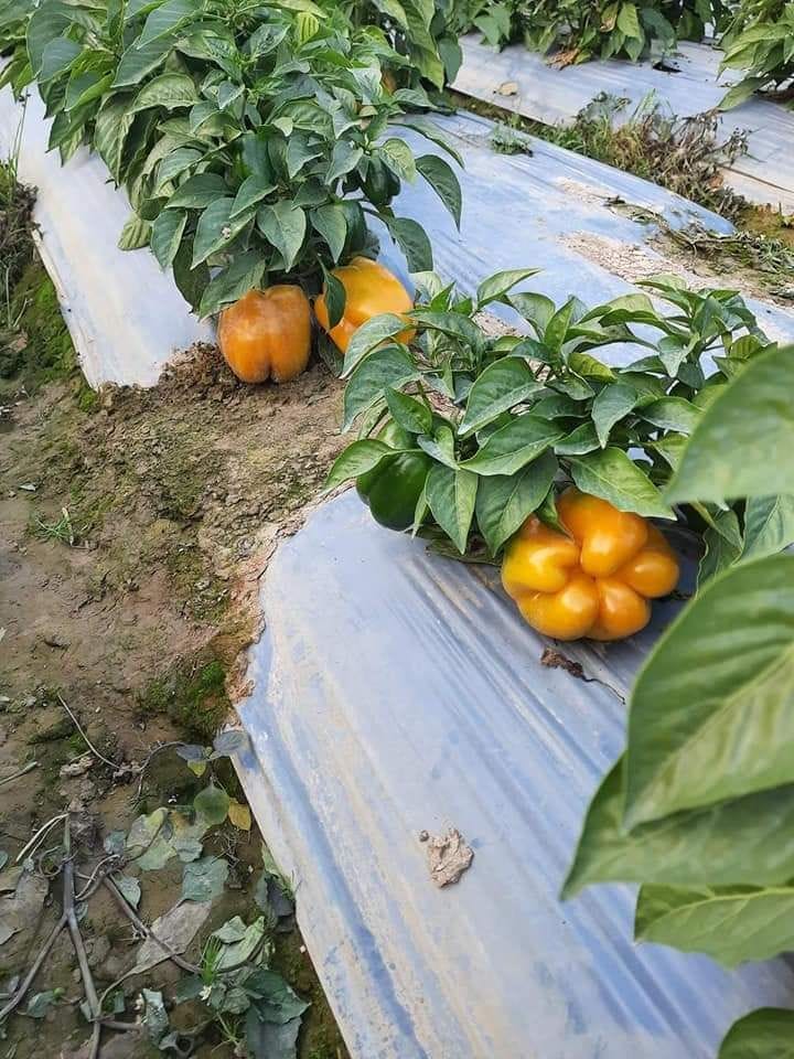 agricalture,auraiya news