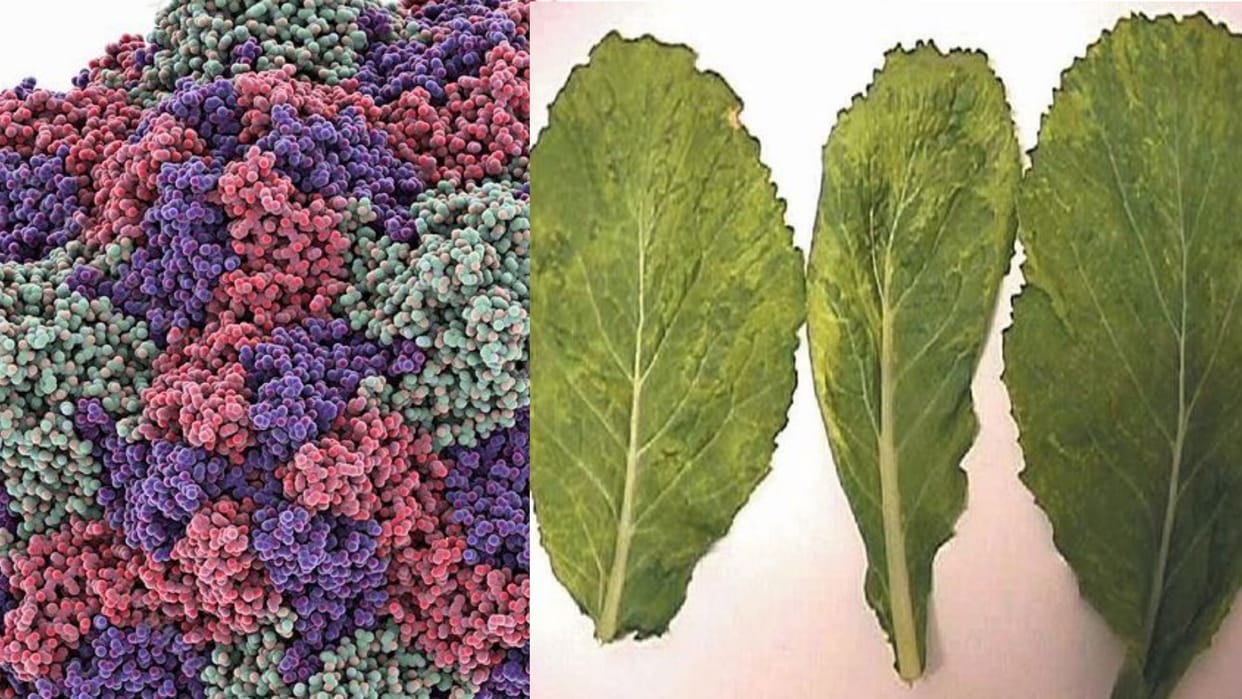 nauni university solan research on turnip mosaic virus gene