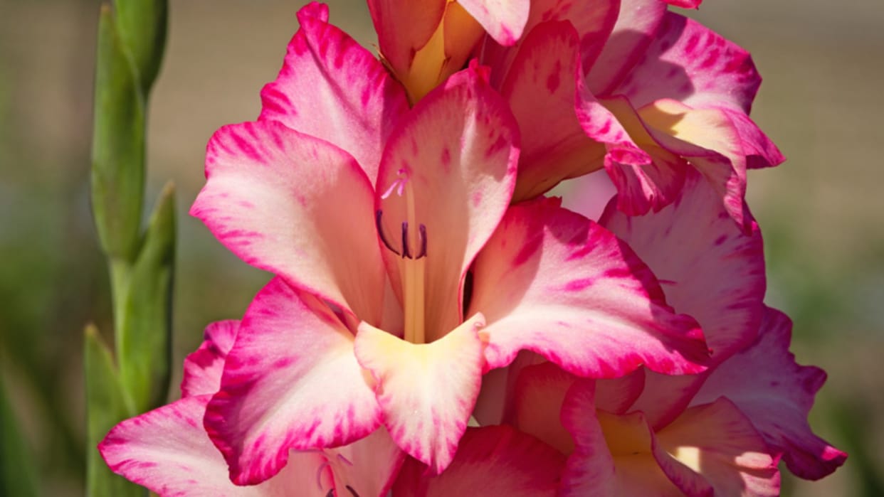 gladiolus flower cultivation in Thunag Mandi Himachal Pradesh
