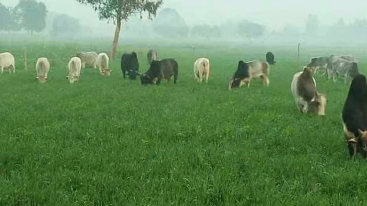 cow gathering in roads