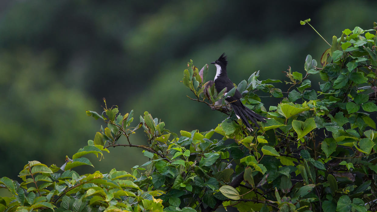 knowledge Story these bird drinks only rain water know the reason behind it