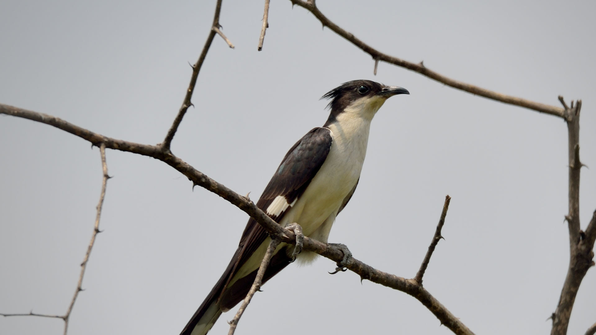knowledge Story these bird drinks only rain water know the reason behind it