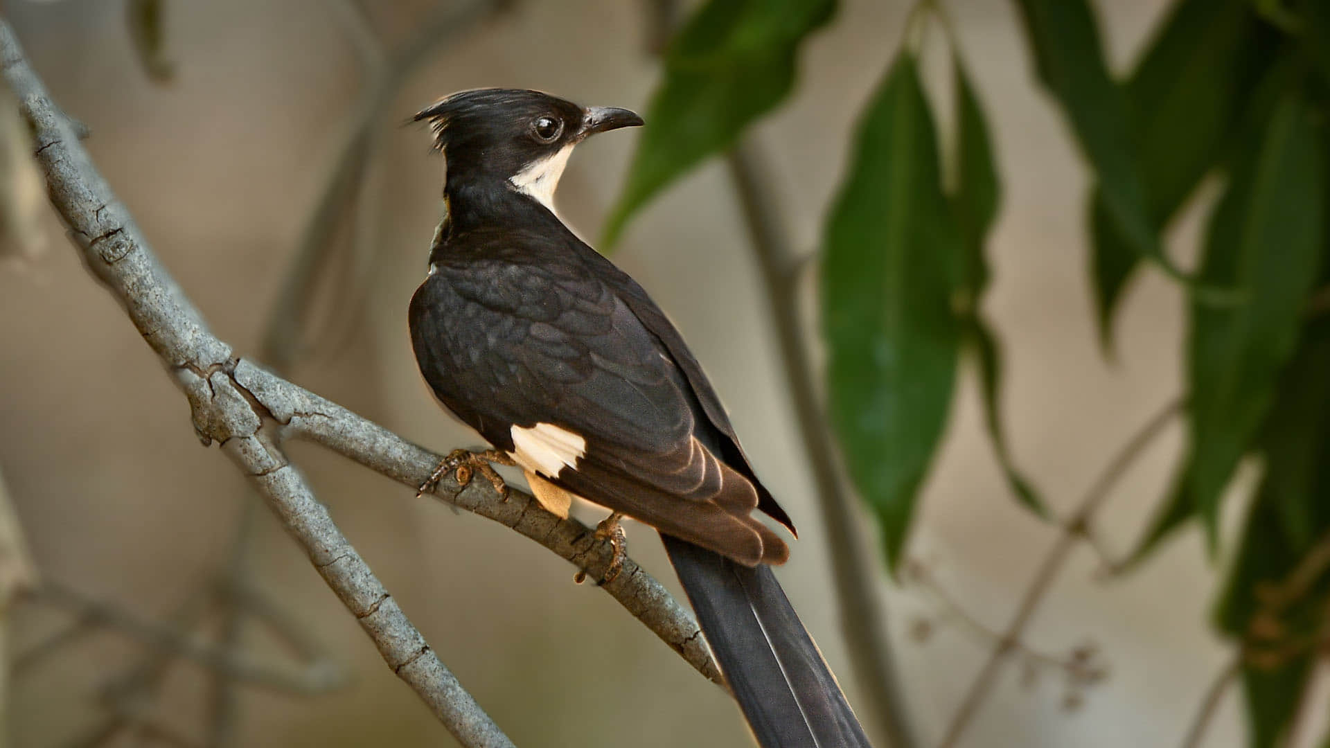 Avian Birds Population Declines Due to Scorching Heat Wave Know About Study Report in Hindi