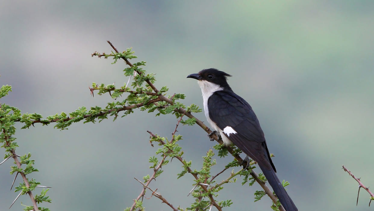 Rising temperature is causing decline in bird diversity in cities study