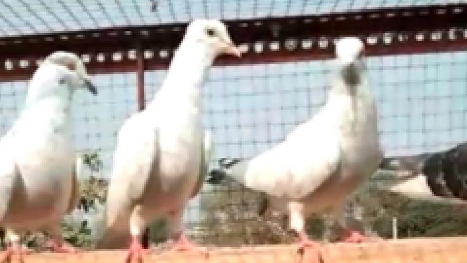 Burhanpur: Pigeon theft complaint, demand from police to catch the accused after investigating in CCTV
