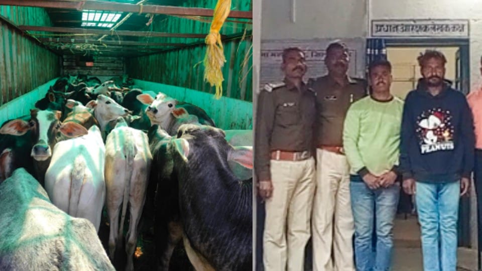 Sagar: Two accused of cow smuggling arrested, carrying 47 cows in containers