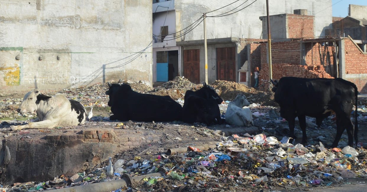 Hathras: The lives of people taking left cattle, are causing damage to crops