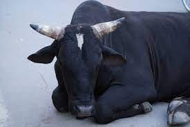 Putting gunpowder in mouth of the bull set it on fire in Bikaner