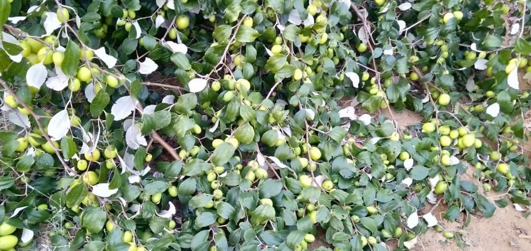 Satpal of village Ludesar planted Thai apple plum orchard in 6 acres of rainforest, earning millions