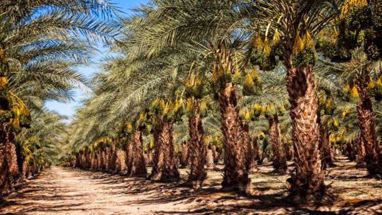 Palm farming Business Idea how to start date palm farming in india know its process and profit
