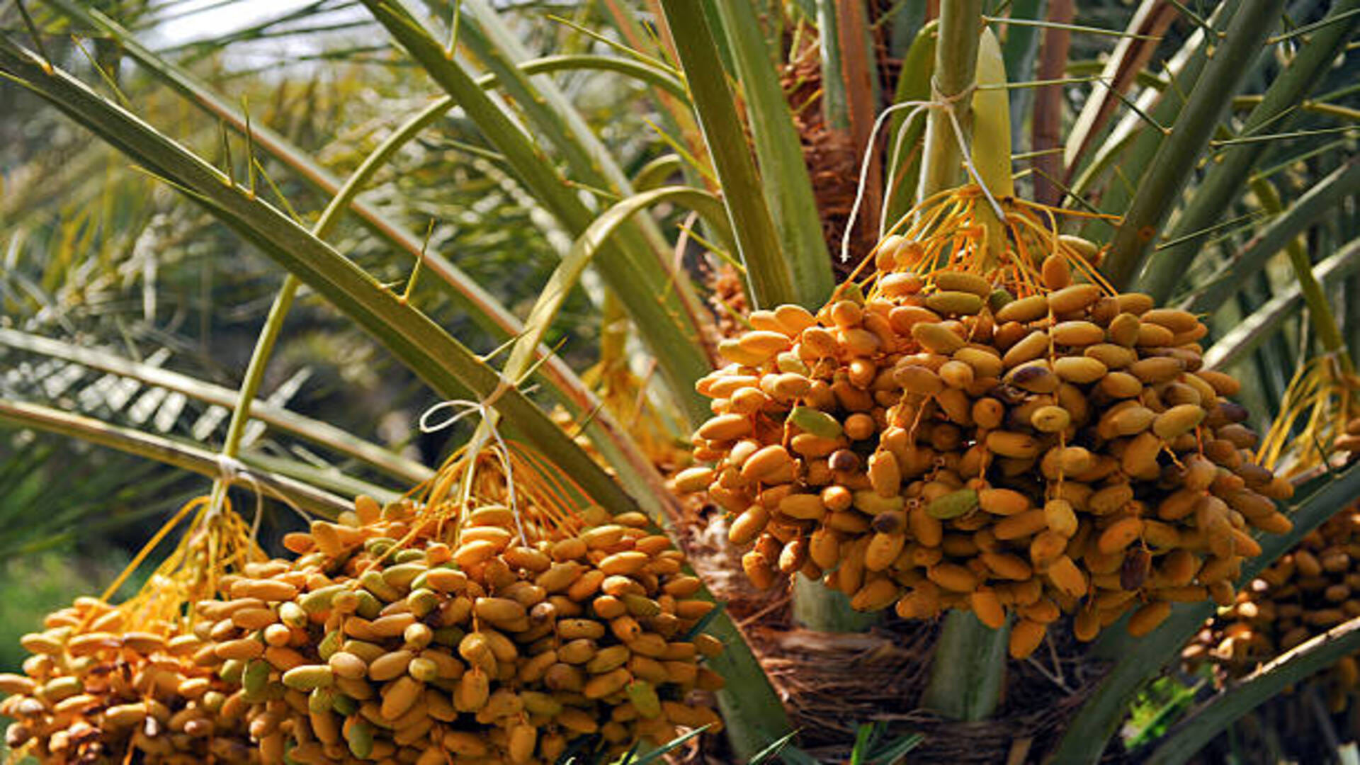 Palm farming Business Idea how to start date palm farming in india know its process and profit