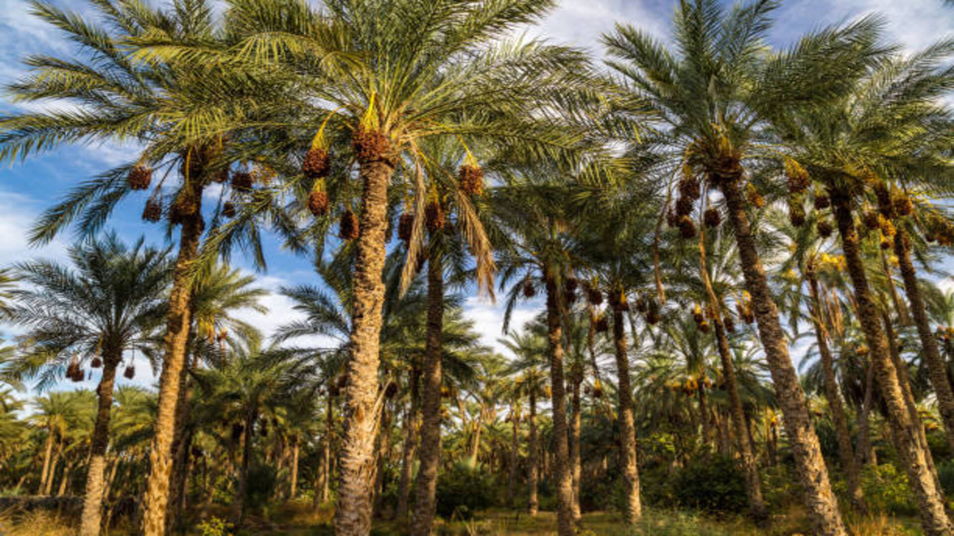 Palm farming Business Idea how to start date palm farming in india know its process and profit