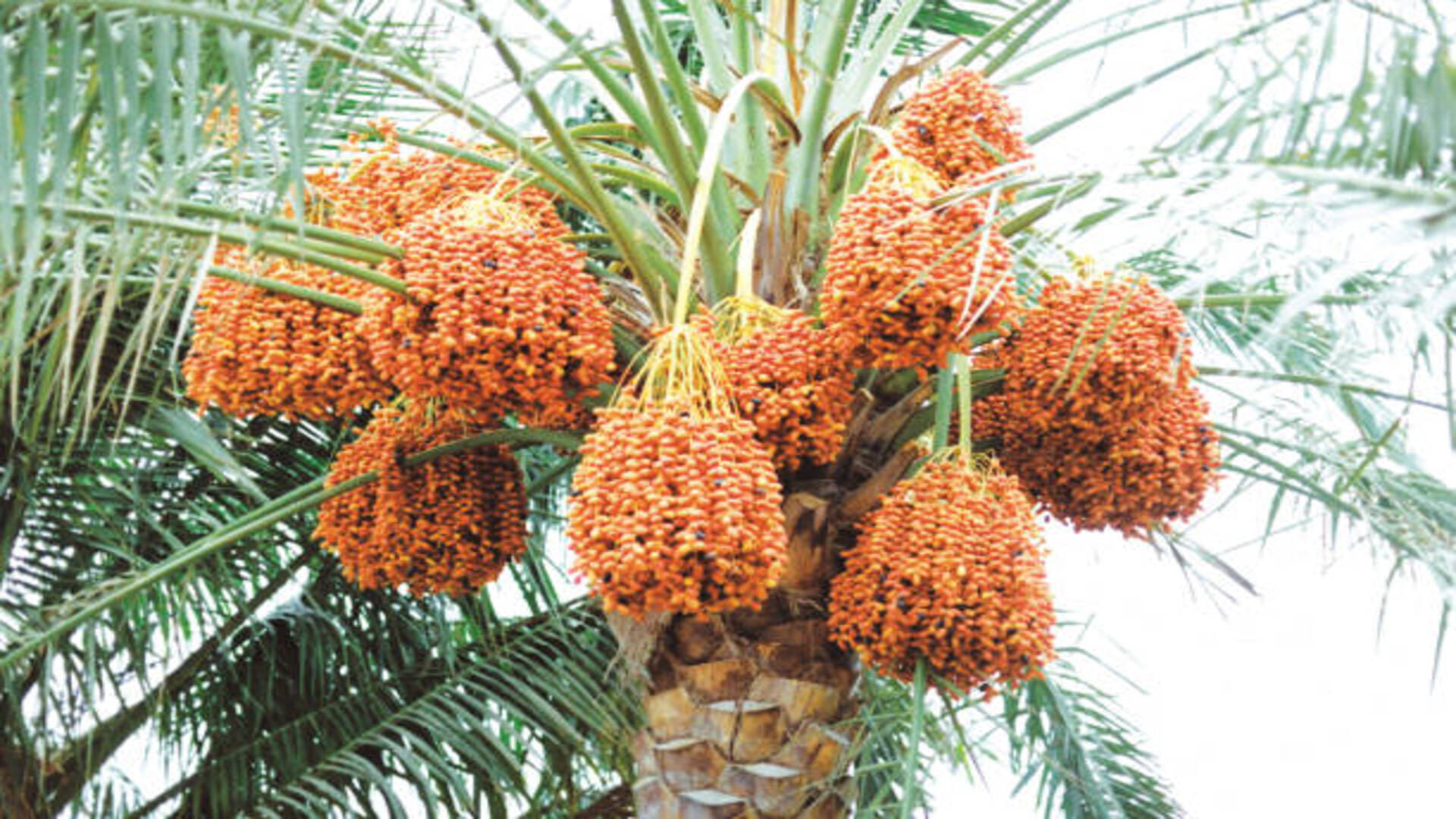 Palm farming Business Idea how to start date palm farming in india know its process and profit
