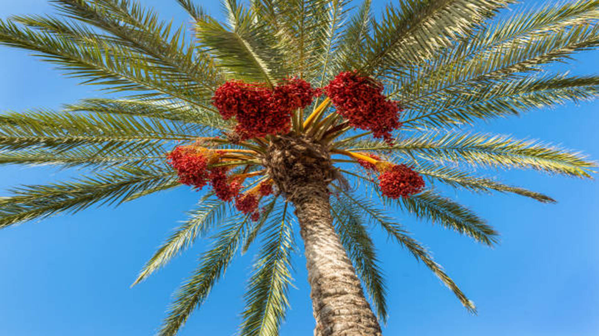Palm farming Business Idea how to start date palm farming in india know its process and profit