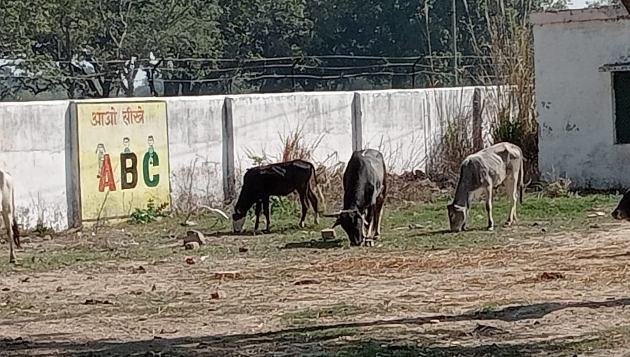 In the election area of ??Deputy CM, the officers put their strength in catching the stray cows.