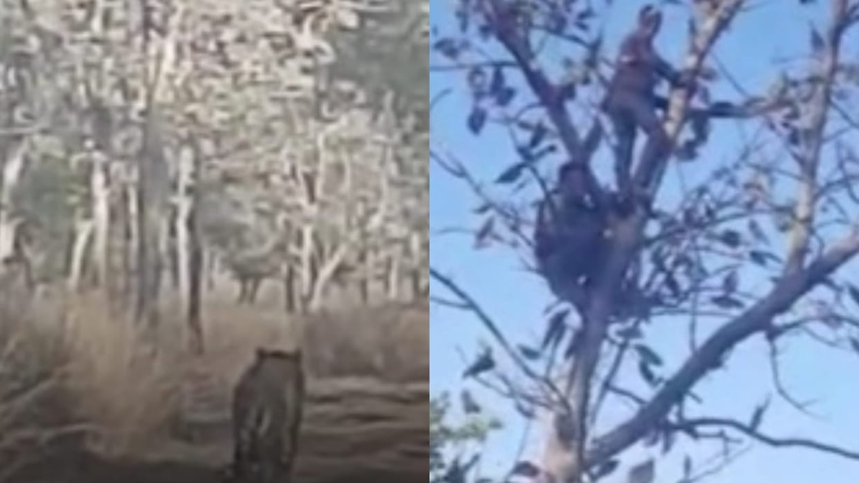 Seeing the tiger, the youth ran away leaving the bike: saved his life by climbing the tree, Jhalaria was going to visit Mahadev, the video went viral
