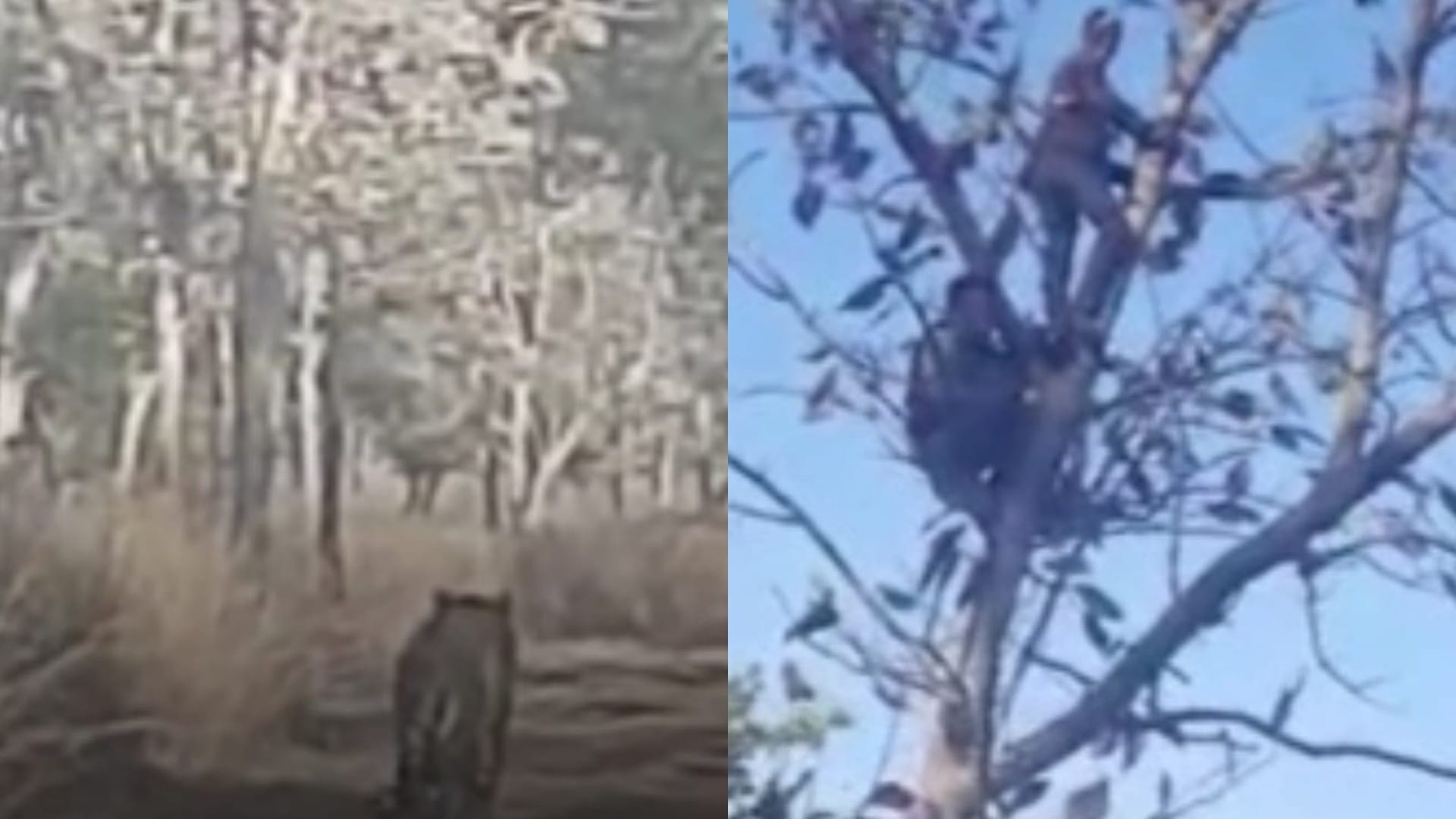 पन्ना में झलरिया महादेव के दर्शन करने जा रहे श्रद्धालु बाघ को देखकर पेड़ पर चढ़े