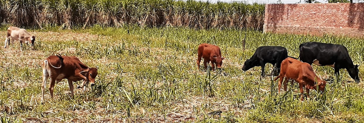 Day and night have to be guarded to save the crops