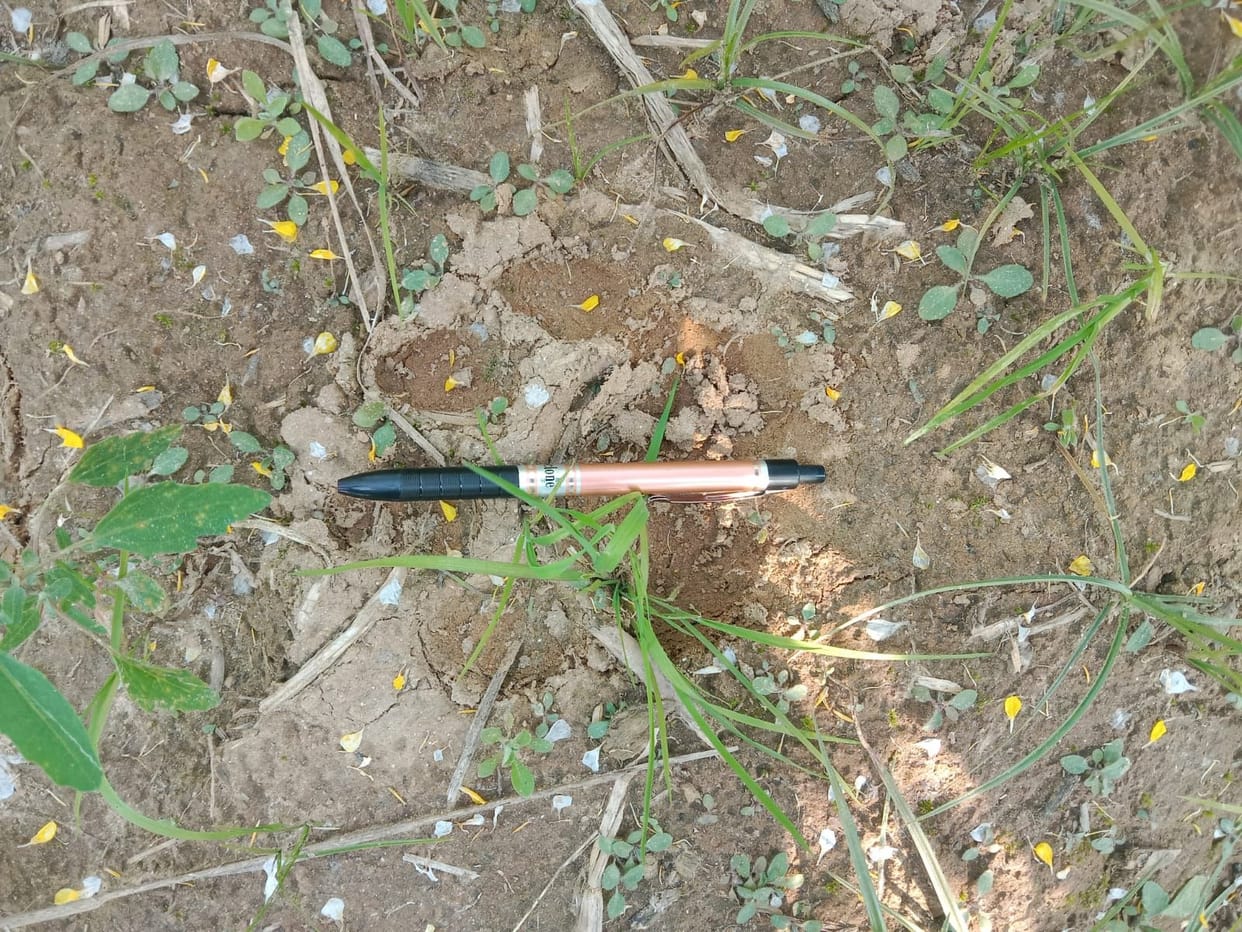 Tiger's new footprints found, panic