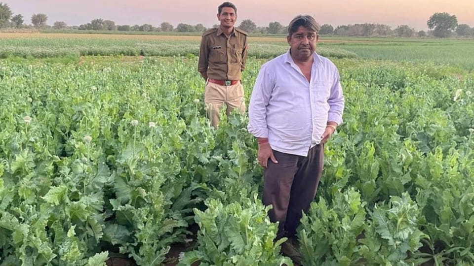 Accused arrested for cultivating opium in Jodhpur Rajasthan 