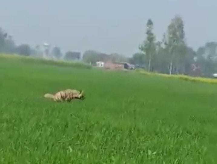 Villagers in panic after seeing wild animal