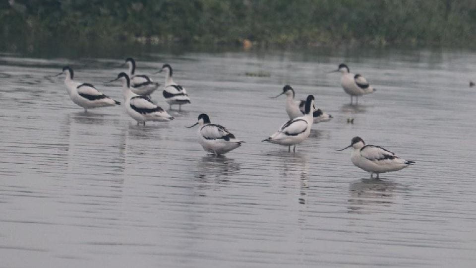 four days Bird a thon for bird lovers will begin on February 18