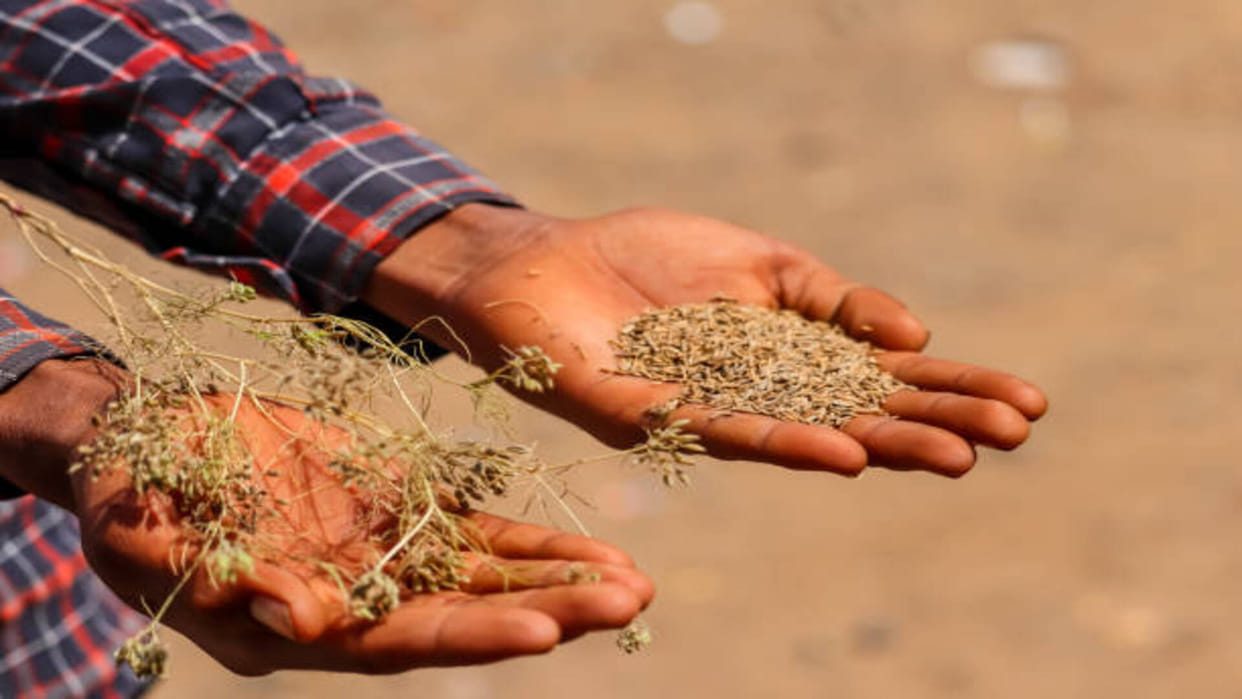 Business Idea in Hindi how to start Cumin Farming know how much income and profit in this farming