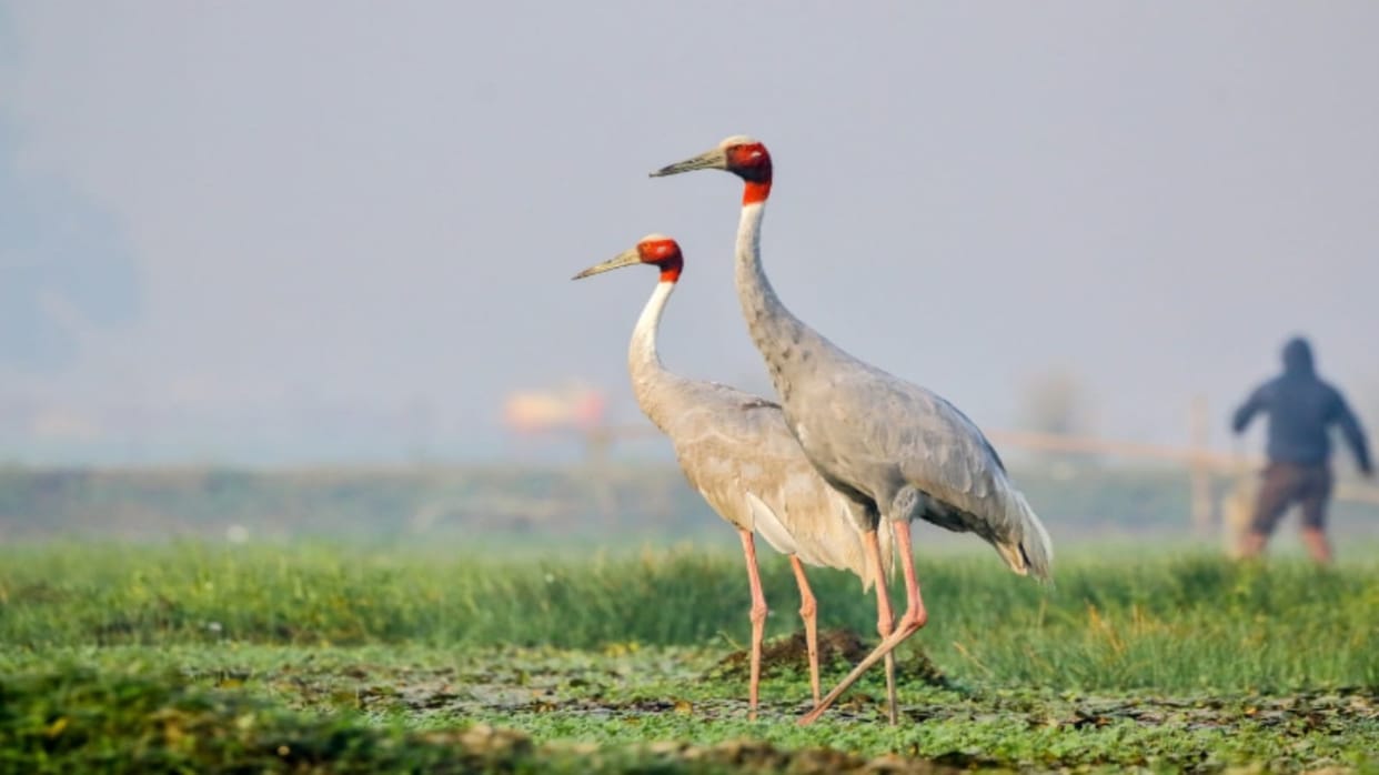 An unforgettable song The Astounding story of stork crane