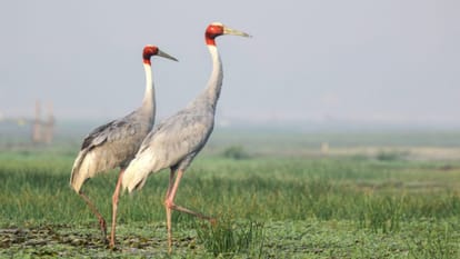 An unforgettable song The Astounding story of stork crane