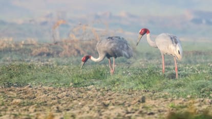 An unforgettable song The Astounding story of stork crane