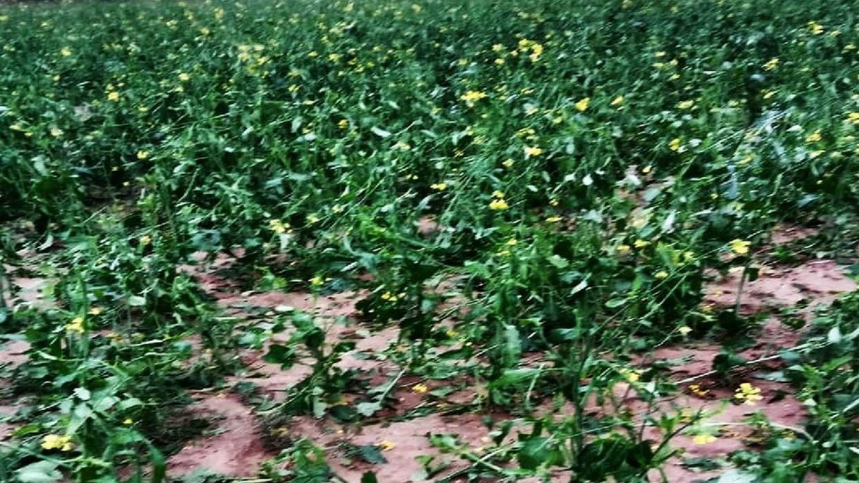 Crops affected in 39 thousand hectares due to rain in Haryana
