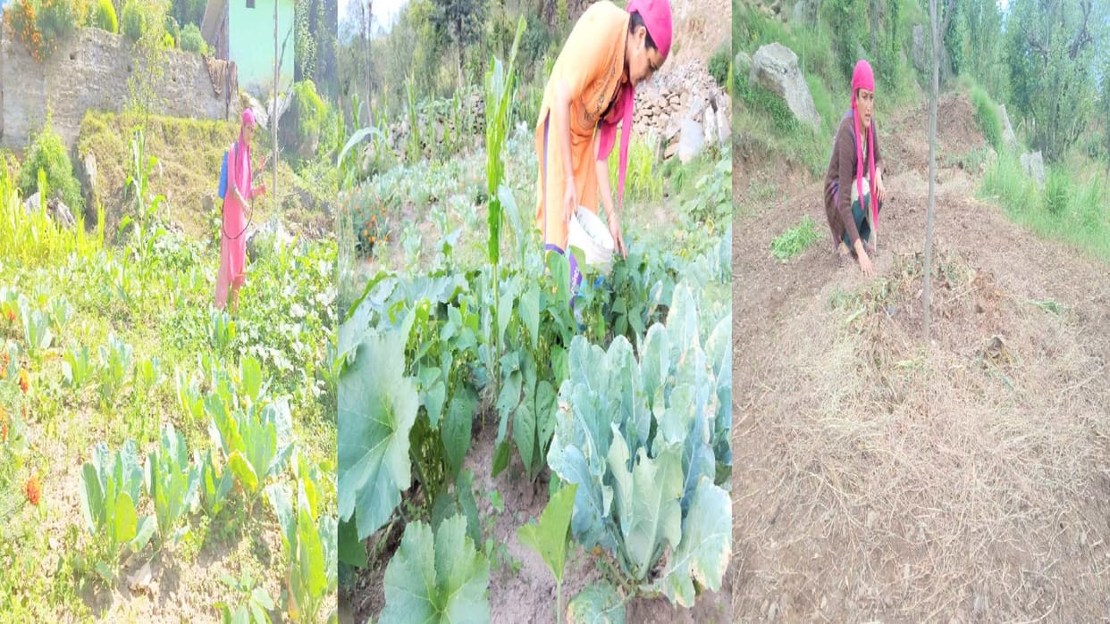 Aparajita: Kanchan of Kullu plows the fields to take care of the family