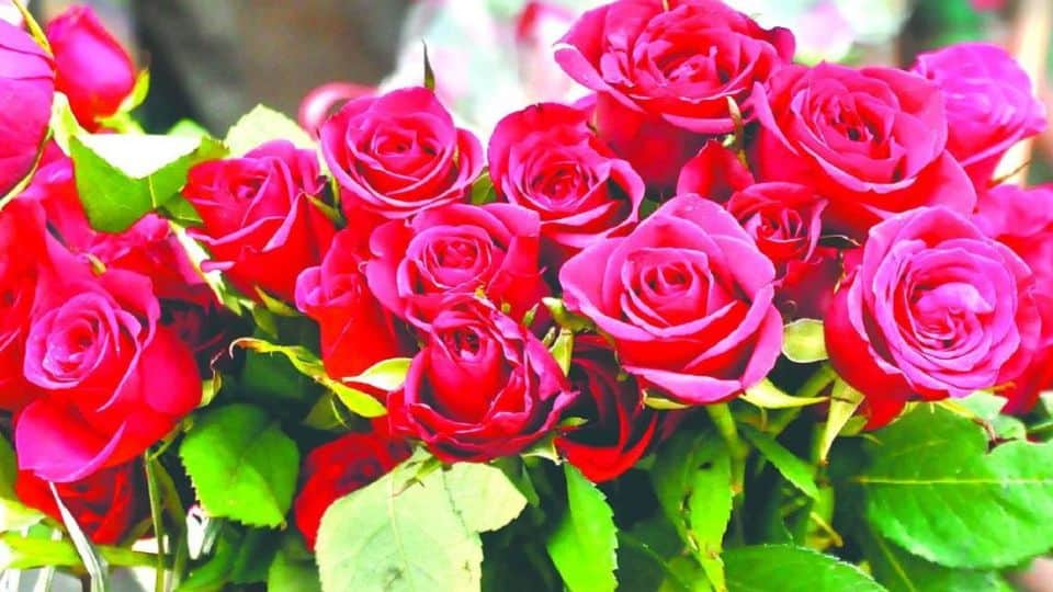 Lucky Flower Plant for home These 5 Magical Flowers Reduce Stress in Your Life