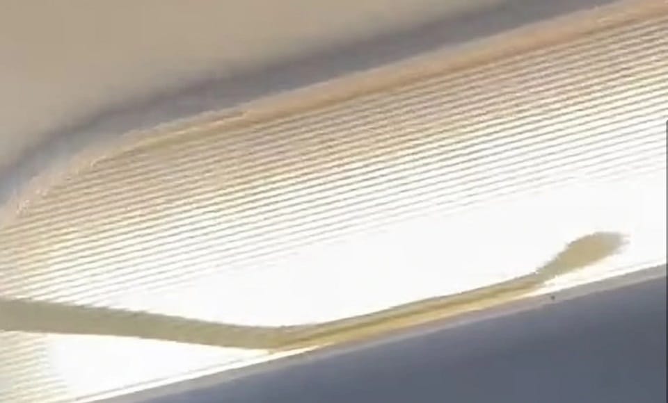Snake seen in Air Asia Flight going to Malaysia video became viral