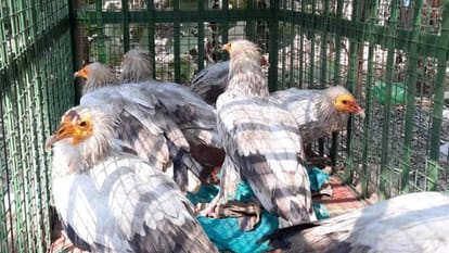 Indore: Vultures were smuggled by sea, were sent to Dubai and Gulf countries... three accused arrested from Gujarat