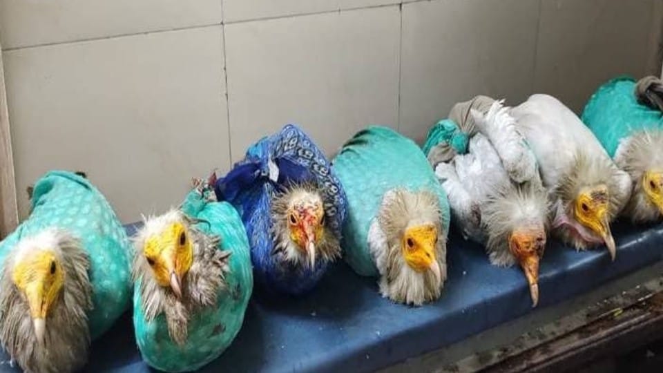 Indore: Vultures were smuggled by sea, were sent to Dubai and Gulf countries... three accused arrested from Gujarat