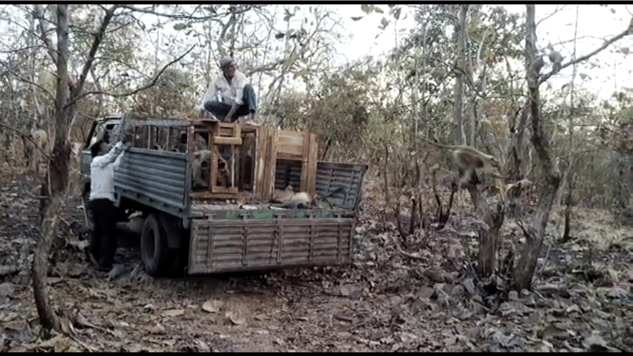 Freedom from the terror of monkeys: In Sehore, the forest department caught 32 monkeys and released them in the forest on the complaint of the villagers.