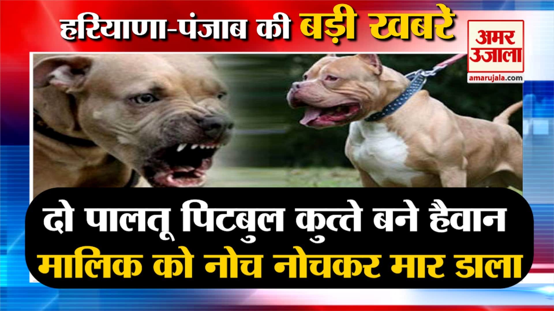 हरियाणा न्यूज