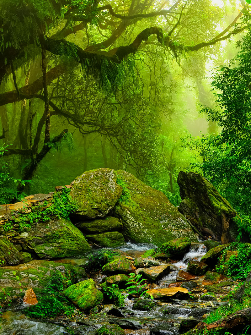 Vishwa ka sabse bada jungle kaun sa hai