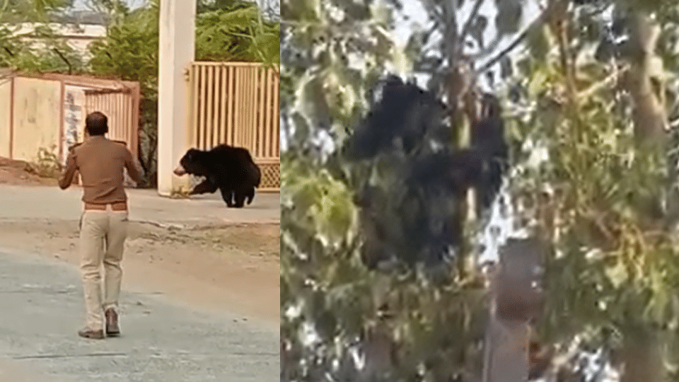 Seoni: bear created ruckus in a village, climbed the tree and remain there for almost one and a half hours.