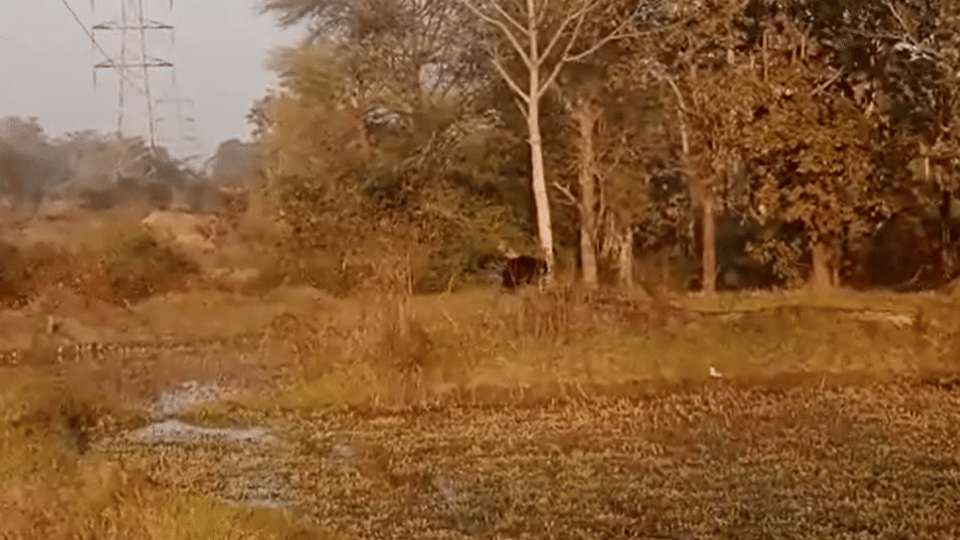 Seoni: bear created ruckus in a village, climbed the tree and remain there for almost one and a half hours.
