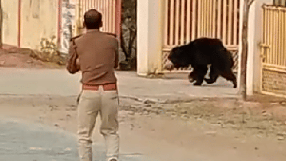 Seoni: bear created ruckus in a village, climbed the tree and remain there for almost one and a half hours.