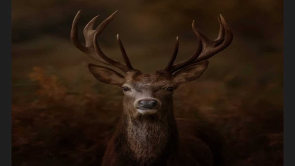 These amazing photos wines wonderful wildlife photography competition see the list of best Picture of the year